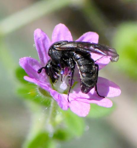 Corynis sp.